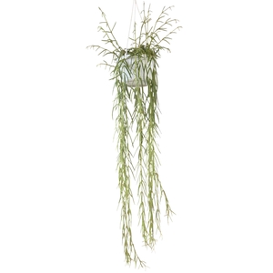 Hoya Linearis
