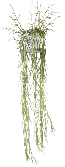 <h4>Hoya Linearis</h4>
