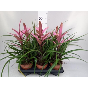 Tillandsia  'Camina'