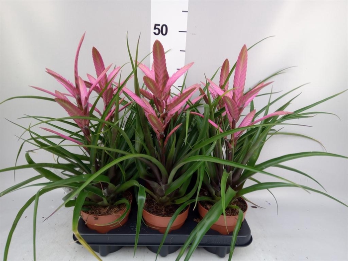 <h4>Tillandsia  'Camina'</h4>