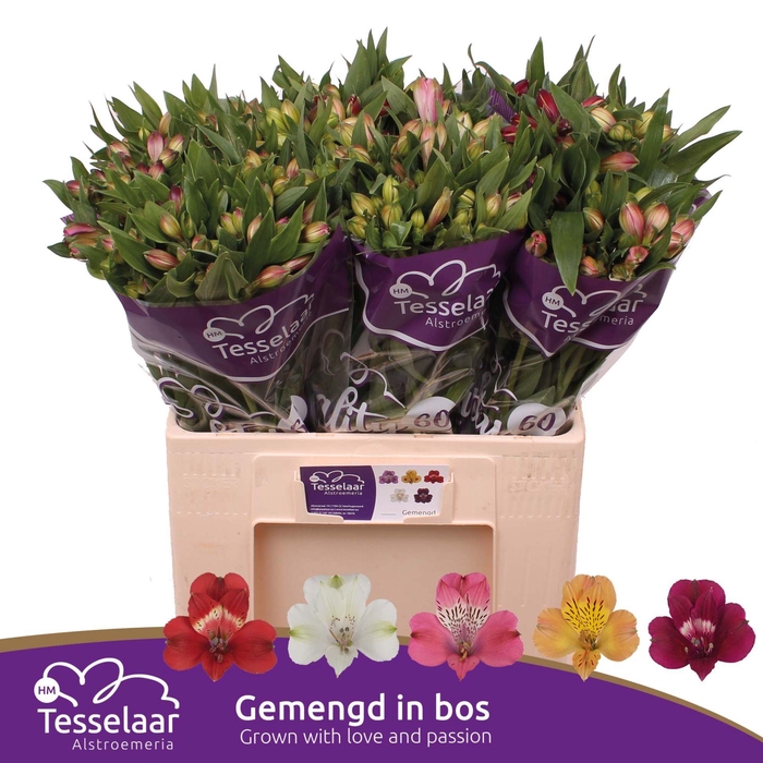 <h4>Alstroemeria Quality 60 Gemengd In De Emmer</h4>