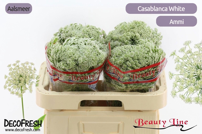 <h4>Ammi Vis Casablanca</h4>