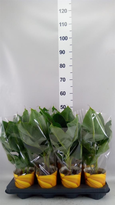 <h4>Musa  'Tropicana'</h4>