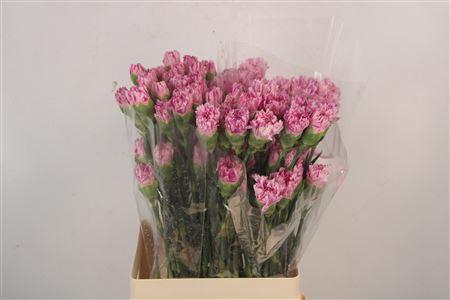 <h4>Di St Jubilee</h4>