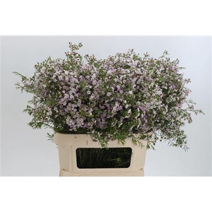 Chamelauc Dancing Queen Light Pink