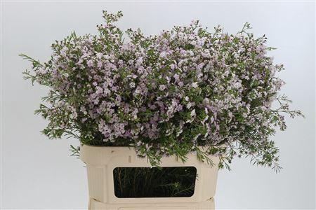 <h4>Chamelauc Dancing Queen Light Pink</h4>