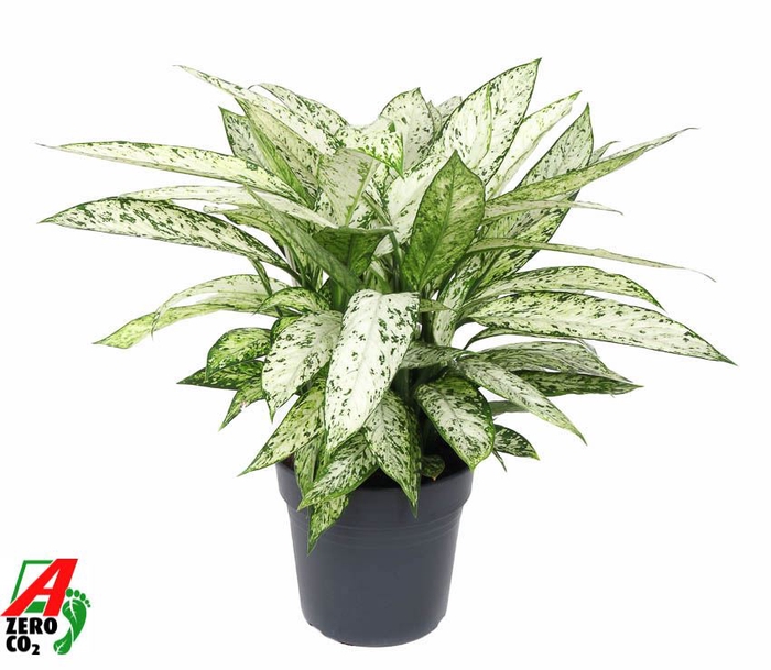 Dieffenbachia Vesuvius