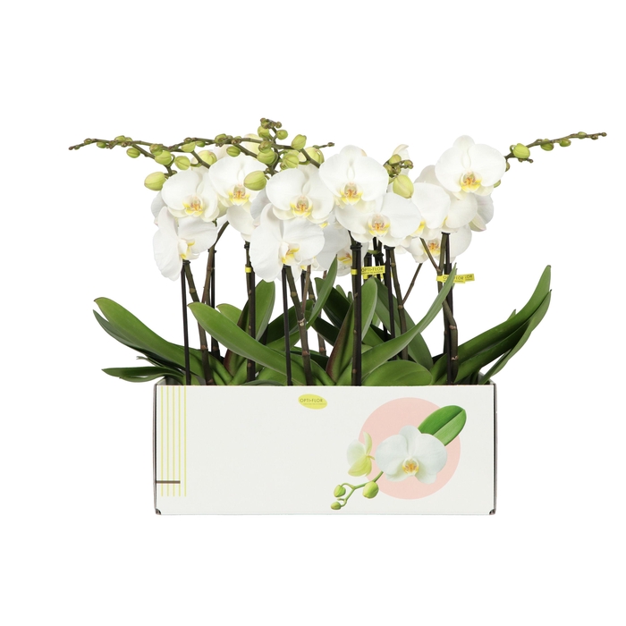 Phalaenopsis Tablo 12Ø 50cm 2st 18fl