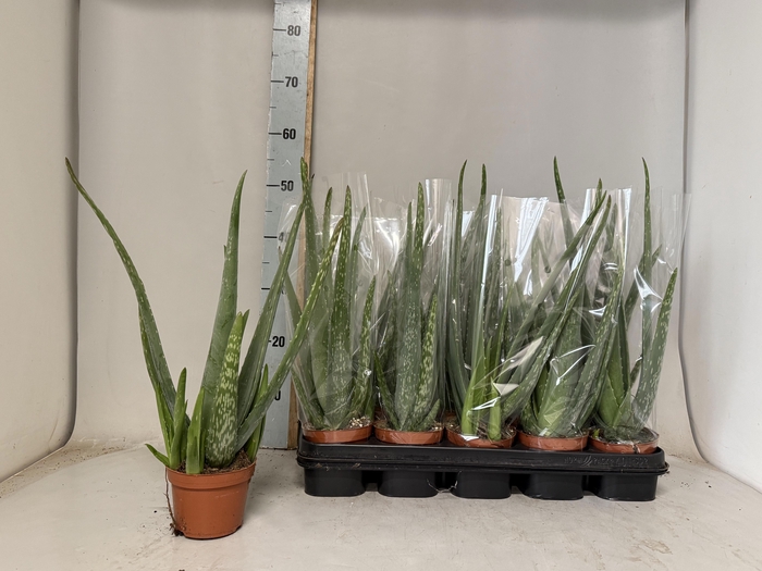 <h4>ALOE VERA</h4>