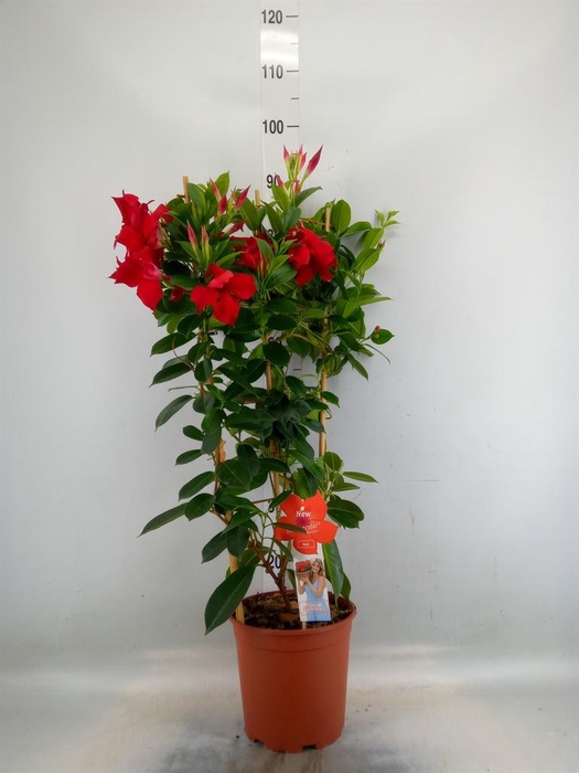<h4>Mandevilla sand. 'SumStar Red'</h4>