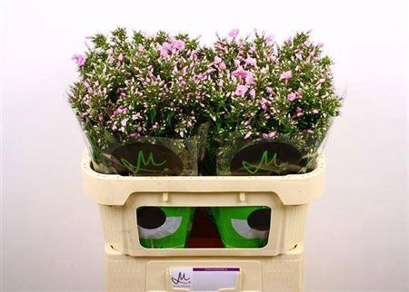 <h4>Phlox P Pink Eyes</h4>