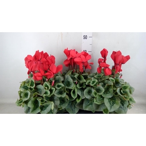 Cyclamen GR 'Mammoth'