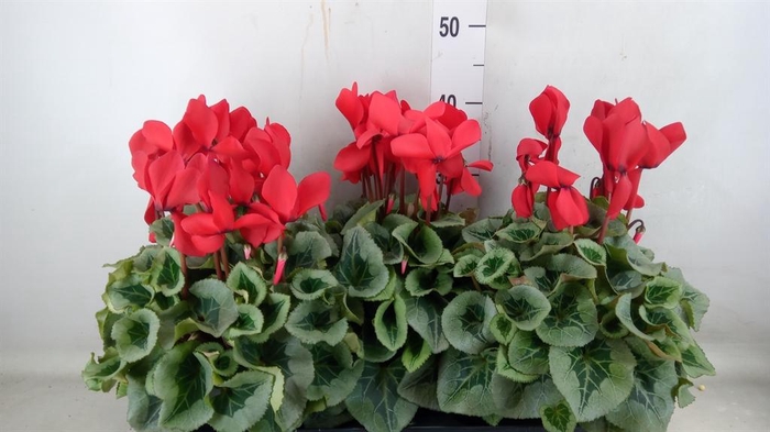 <h4>Cyclamen GR 'Mammoth'</h4>