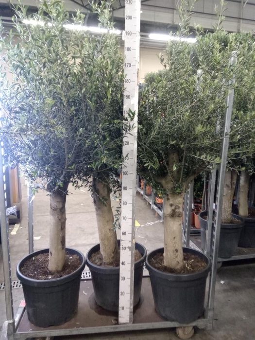 <h4>Olea europaea</h4>