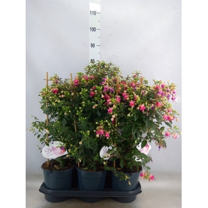 Fuchsia   ...