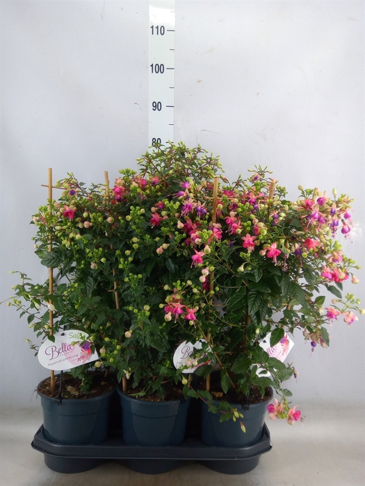 <h4>Fuchsia   ...</h4>