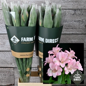 ALSTRO PRIMADONNA 70GR