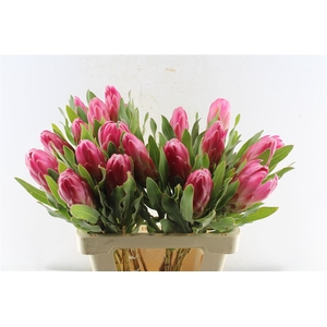 Protea Brenda