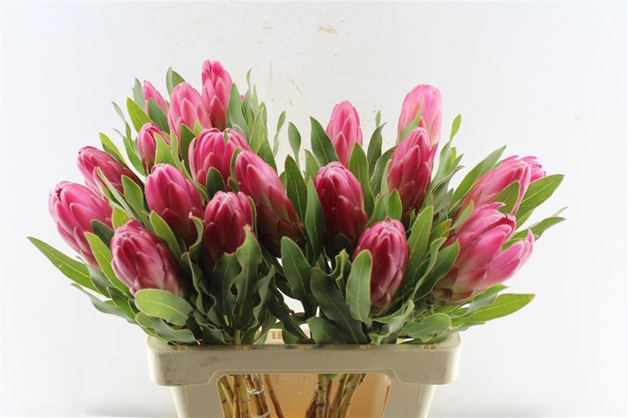 <h4>Protea Brenda</h4>