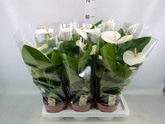 <h4>Anthurium andr. 'Alaska'</h4>