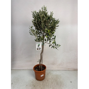OLEA EUROPAEA