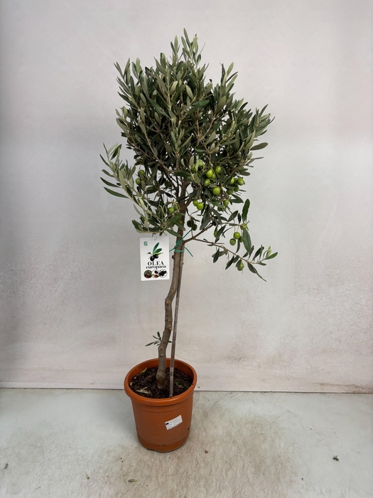 <h4>OLEA EUROPAEA</h4>