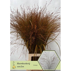 Siergras Klb Orange Frank Zon