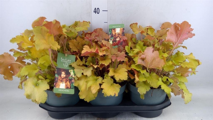 <h4>Heuchera   ...</h4>