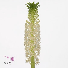 EUCOMIS C JOHANNESBU