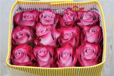 <h4>Rosa GR 'Deep Purple'</h4>