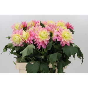 Dahlia Just Married