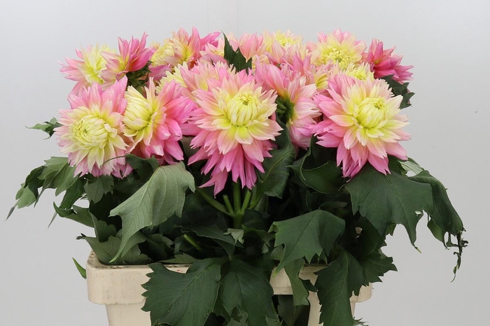 Dahlia Just Married