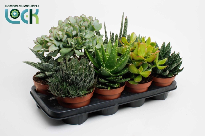 <h4>Succulenten mix</h4>