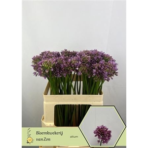 Allium Senescens