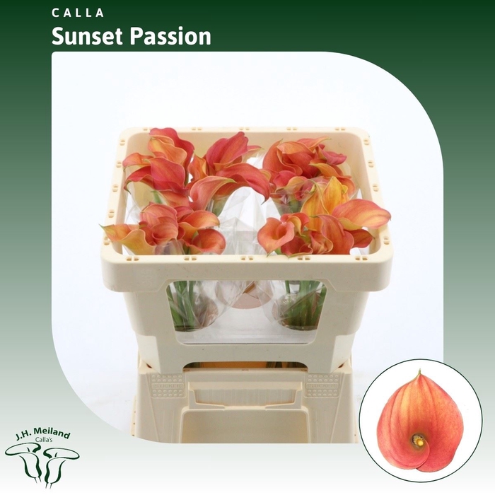 <h4>Calla Sunset Passion</h4>