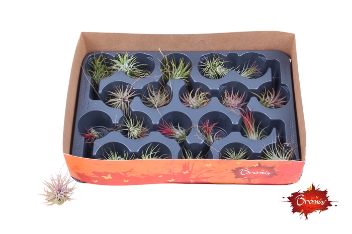 <h4>TILLANDSIA IONANTHA</h4>