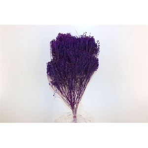 Dried Broom Bloom Violet Bunch