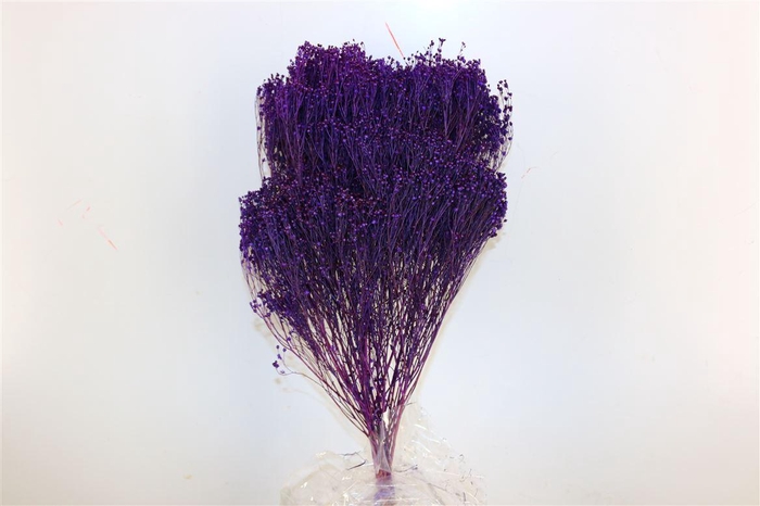 <h4>Dried Broom Bloom Violet Bunch</h4>
