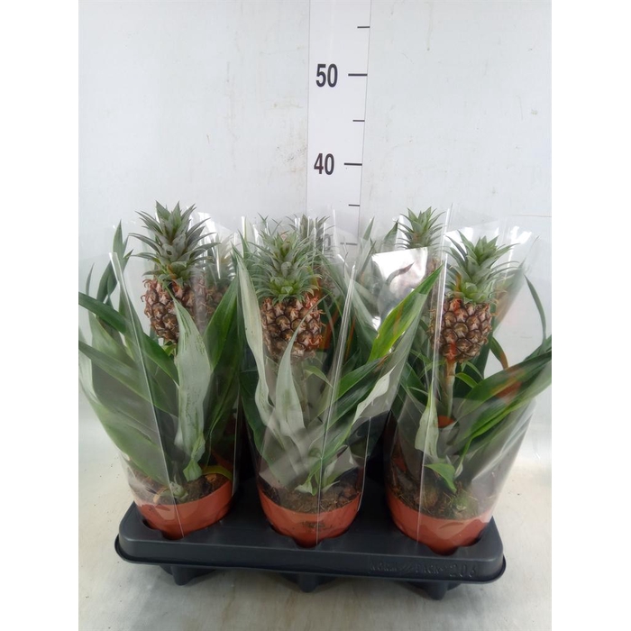 <h4>Ananas  'Rosita'</h4>