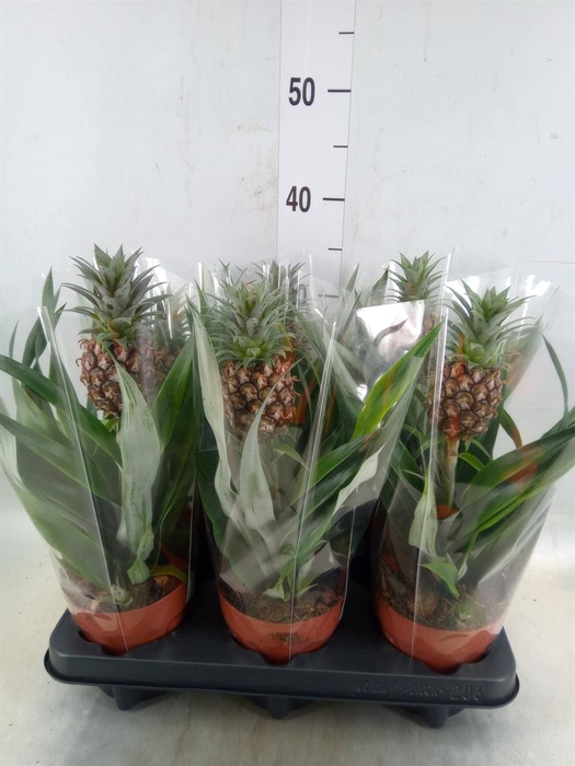 <h4>Ananas  'Rosita'</h4>