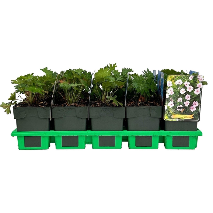 <h4>Geranium sanguineum</h4>