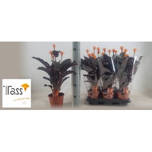 CALAT CROCATA