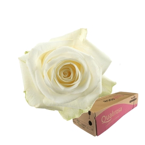 R Gr Countdown -in box