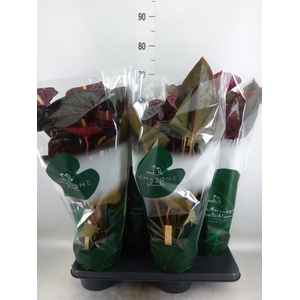 Anthurium andr. 'Delicata'