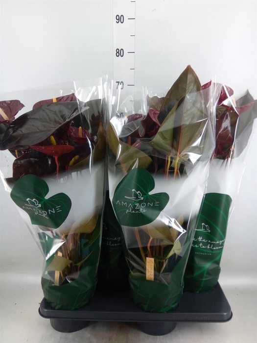 <h4>Anthurium andr. 'Delicata'</h4>