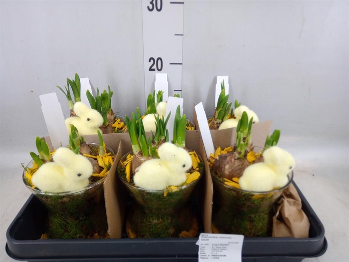 <h4>Arr. Narcissus</h4>