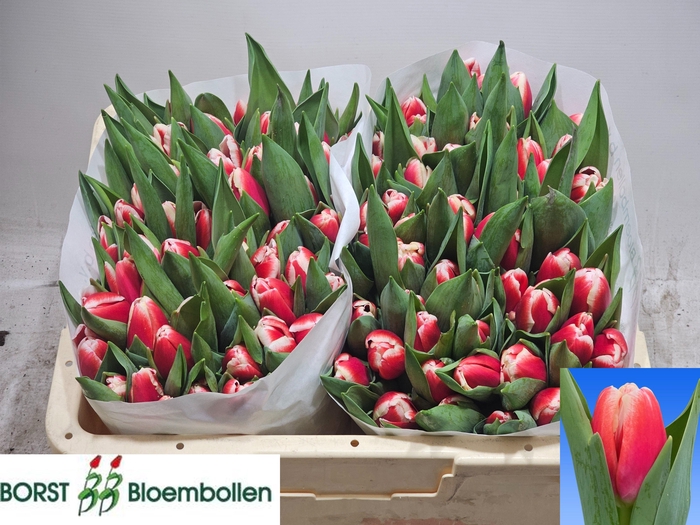 <h4>TU EN OUTFIT</h4>