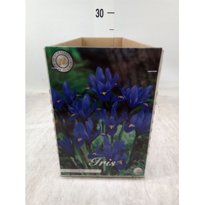Flowerbulbs, corns or tubers   ...