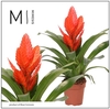 Vriesea Intenso Orange