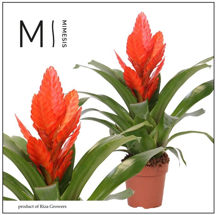 <h4>Vriesea Intenso Orange</h4>
